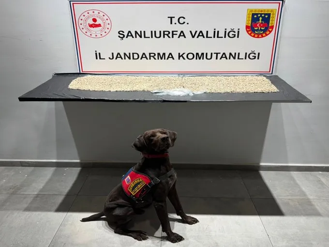 Şanlıurfa'da uyuşturucu operasyonu: Tuvaletten 14 bin hap çıktı