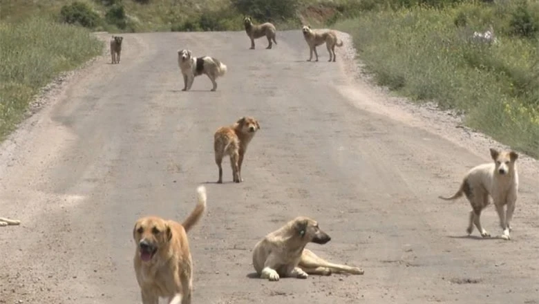 Bakan “Yüzde 100 Toplandı” Dedi, Son Bir Haftada 3 Şehirden Köpek Saldırısı Haberleri Geldi!